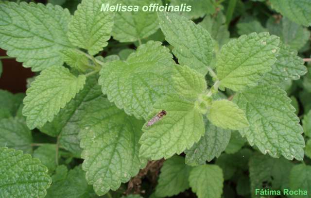 بادرنجبویه Melissa officinalis Balm Lamiaceae 7